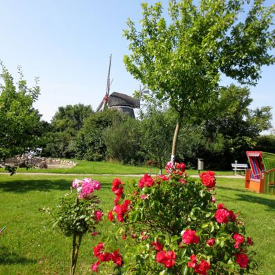 Blumen und Rosenstöcke vor der Mühle in Wrixum